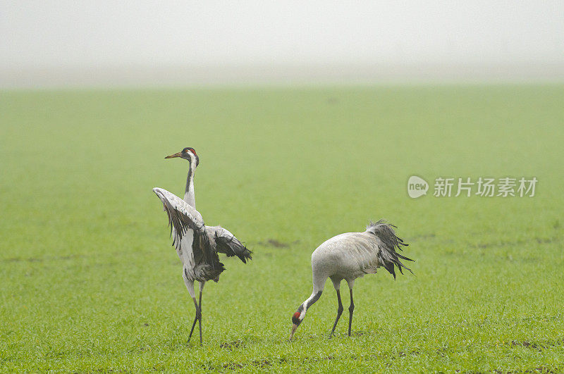 在迁徙季节的普通鹤(Grus Grus)